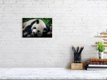 Load image into Gallery viewer, Panda Love Tracy Mccrackin Giclée - Tracy McCrackin Photography