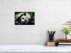 Panda Love Tracy Mccrackin Giclée - Tracy McCrackin Photography