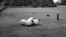 Load image into Gallery viewer, Tranquil Pastures: Sheep Farm in Ireland Tracy McCrackin Photography Wall art - Tracy McCrackin Photography