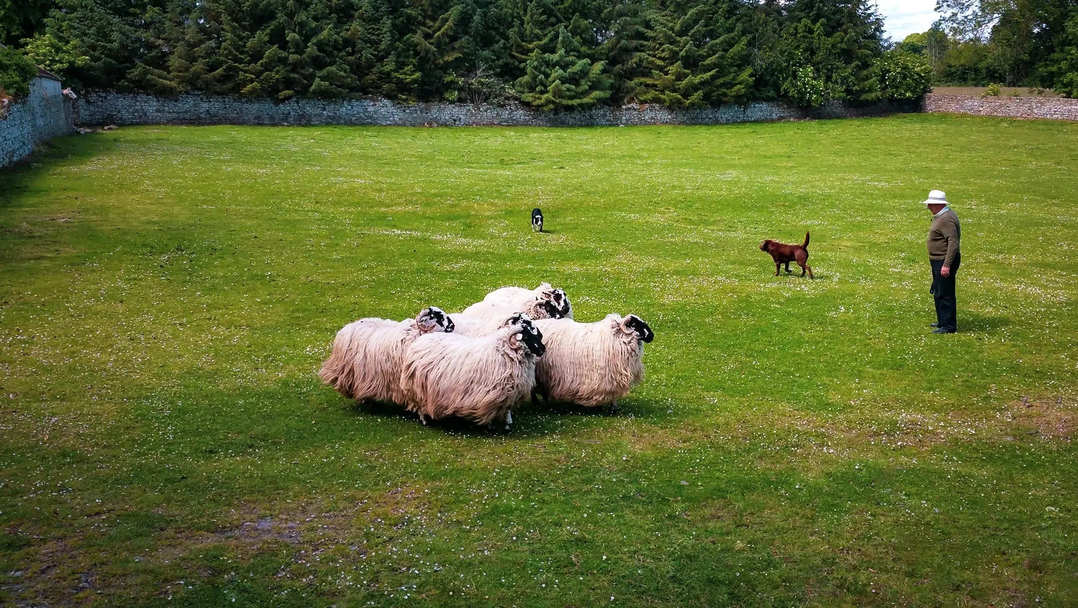 Tranquil Pastures: Sheep Farm in Ireland Giclee / Colored / 8 x 10 Tracy McCrackin Photography Wall art - Tracy McCrackin Photography