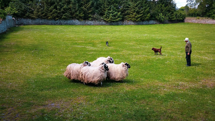 Tranquil Pastures: Sheep Farm in Ireland Tracy McCrackin Photography Wall art - Tracy McCrackin Photography