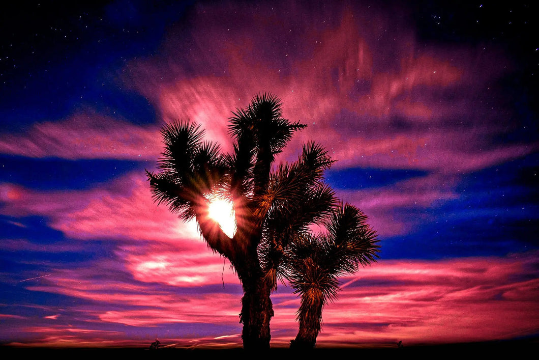 Twilight Tranquility: Joshua Tree Oasis Giclee / Colored / 8 x 10 Tracy McCrackin Photography Wall art - Tracy McCrackin Photography