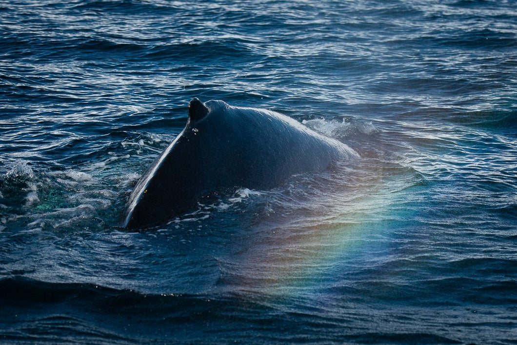 rainbow-over-whale-pods-in-artic Giclee / Colored / 5 x 7 Tracy McCrackin Photography Gicl‚e - Tracy McCrackin Photography