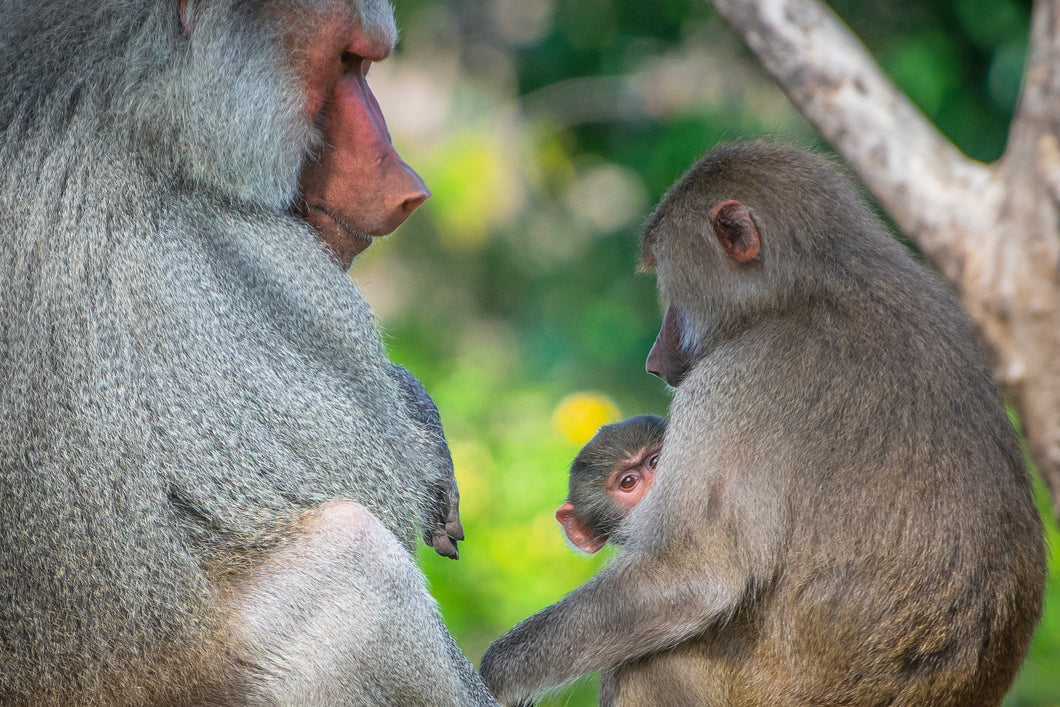 Cheerful Charm: Red Butt Monkey Family Giclee / Colored / 5 x 7 Tracy McCrackin Photography Wall art - Tracy McCrackin Photography