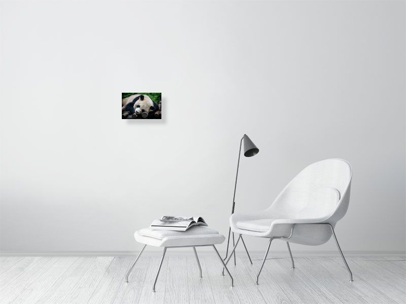 Panda Love 18.9 cm x 28.6 cm, 7.4 inches x 11.3 inches Tracy Mccrackin Giclée - Tracy McCrackin Photography